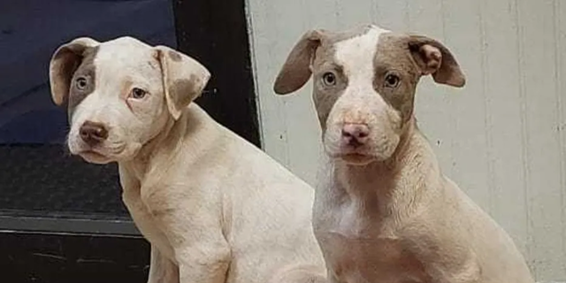 Violet became the second puppy to be reunited with the shelter after she was spotted Sunday morning by a man walking his dog.