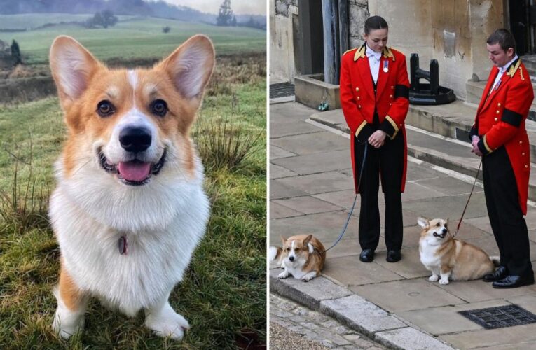 I was shocked to learn my dog is related to Queen’s corgis