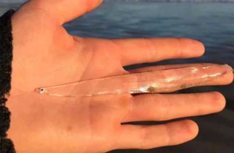 Woman finds rare transparent fish on Tasmanian beach