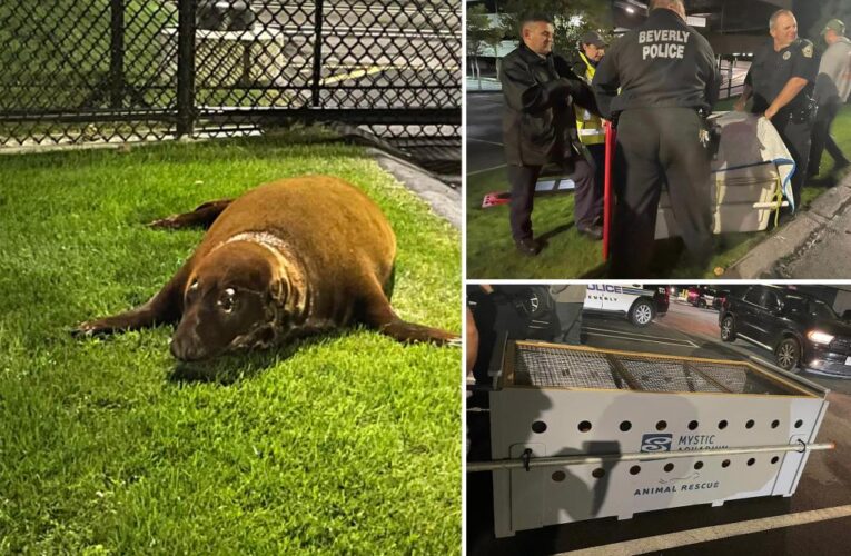Wily seal that cruised to pond surrenders at police station