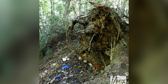 The charred root ball of a tree where investigators found evidence linked to the slaying of Debbie Collier on September 11.