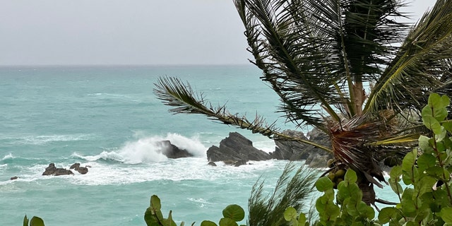 A palm tree stands in the wind in Church Bay, Bermuda, as Hurricane Fiona churned towards the Atlantic island as a powerful Category 4 storm on September 22, 2022. 