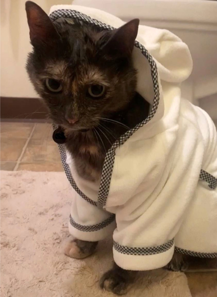 PYM THE SHOWER CAT in a robe