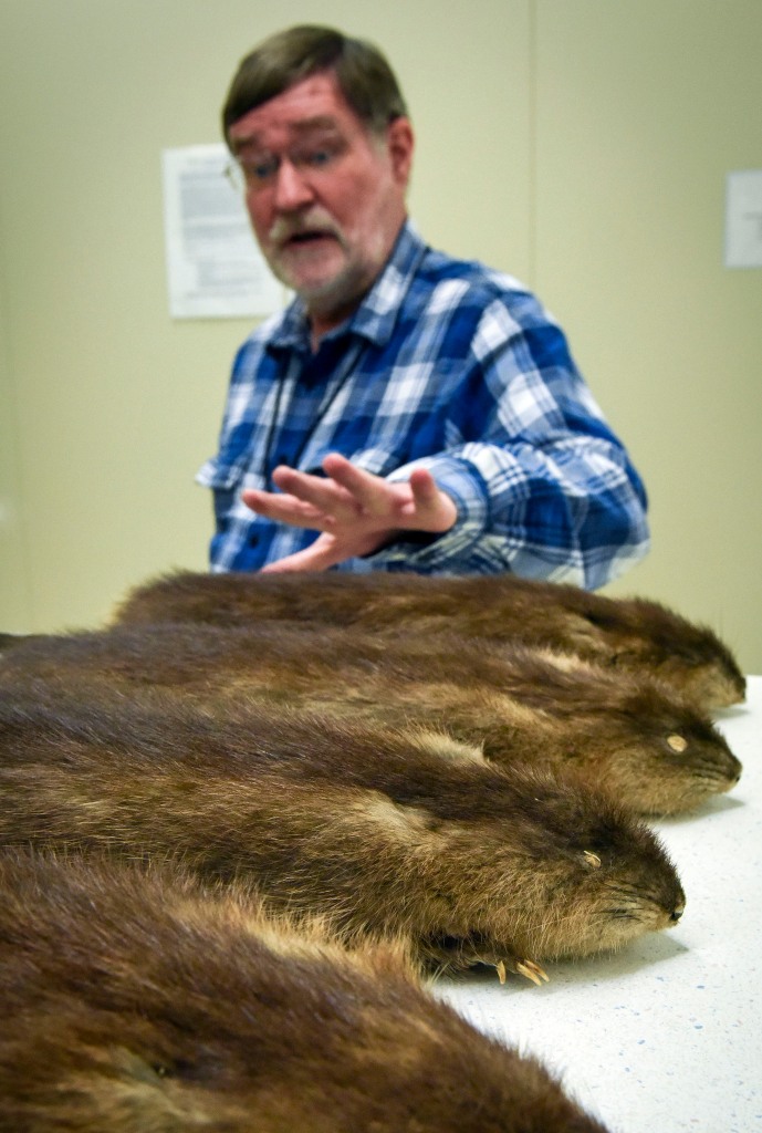 Craig Ludwig, Scientific Data Manager, with samples of muskrats collected by Clarence Birdseye in 1908. 
