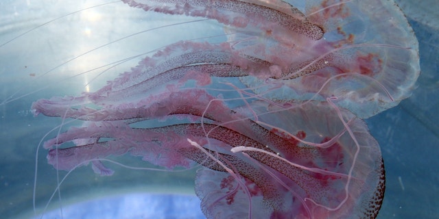 Mauve stinger jellyfishes (Pelagia noctiluca) are displayed in a transparent bucket on a boat of the Oceanological Observatory of the French southeastern city of Villefranche-sur-Mer.