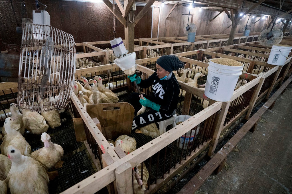 A needless foie gras ban would harm upstate's agricultural economy.