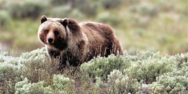 In this file photo provided by Yellowstone National Park, a grizzly bear moves through the park.