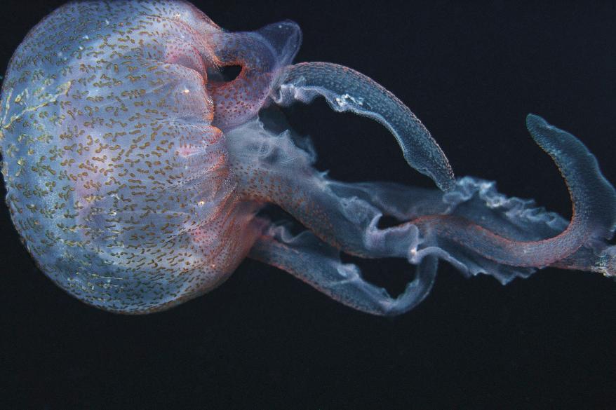 A photo of the mauve sting rays, known as Pelagia noctiluca.