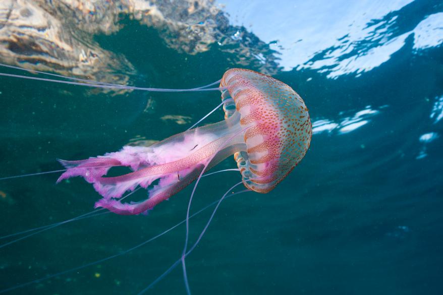 A photo of the mauve sting rays, known as Pelagia noctiluca.