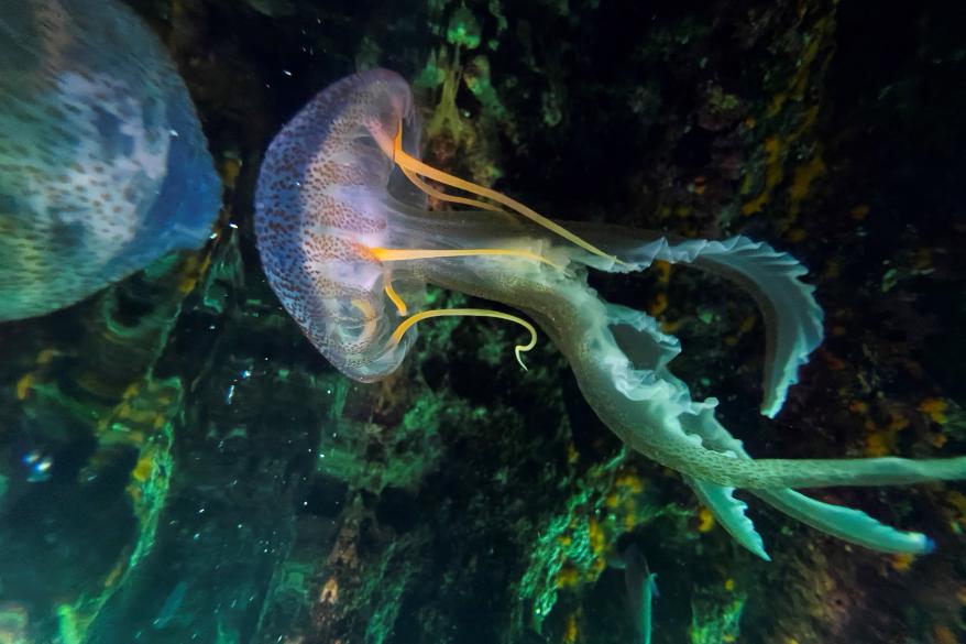 A photo of the mauve sting rays, known as Pelagia noctiluca.