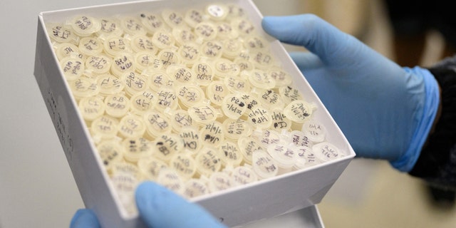 Professor Monica Trujillo holds up wastewater samples at a lab at Queens College on August 25, 2022, in New York City. 