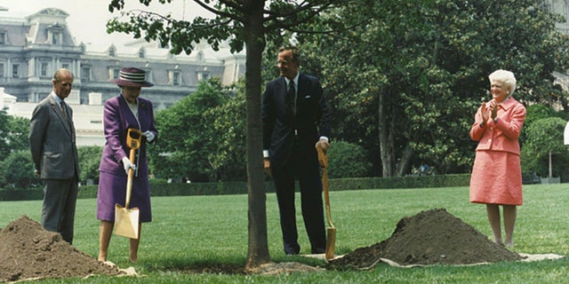 President George HW Bush and Queen Elizabeth plant a tree on the White House South Lawn, replacing a toppled one that was planted in honor of the coronation of King George VI. (George Bush Presidential Library and Museum/NARA)