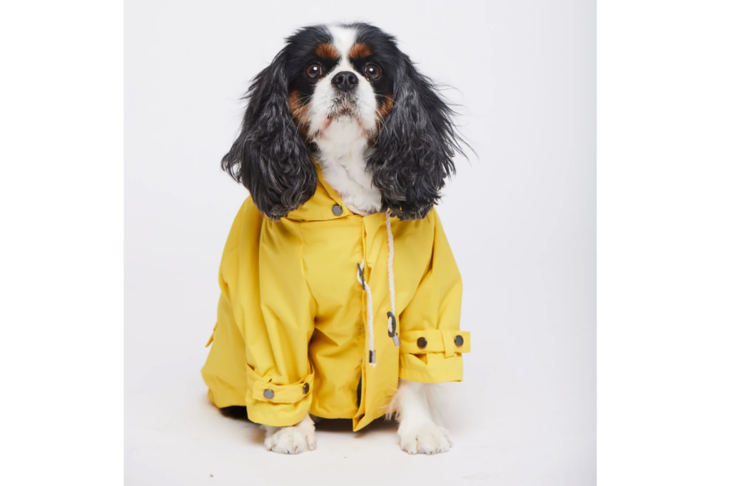 A dog in a raincoat 