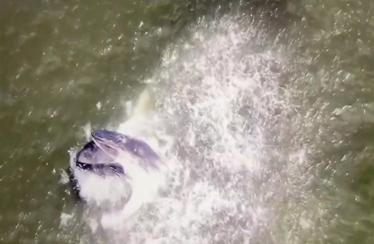 Breaching whale enjoys snack at NY Jones Beach in drone footage