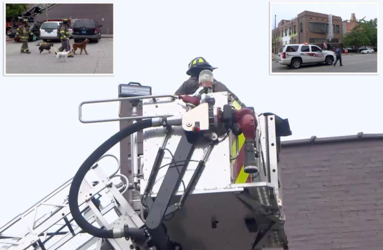 Alabama dogs rescued from roof of doggy day care