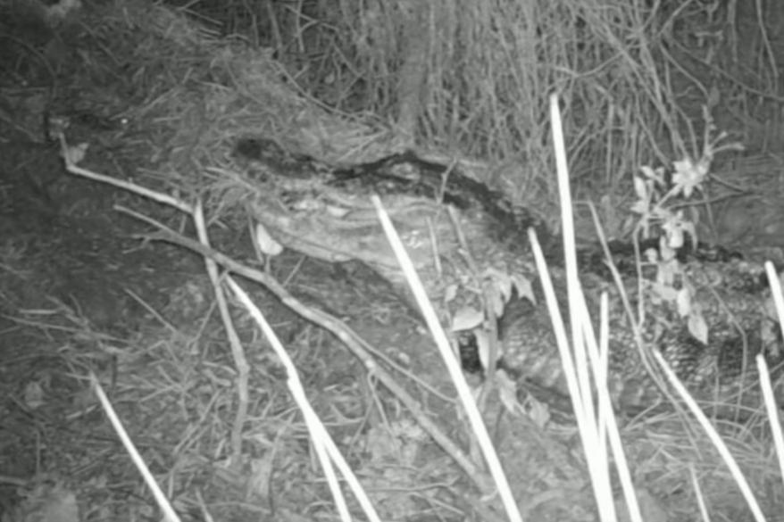 The ODWC reported that the 8-foot alligator had been build a 6-foot nest since July.