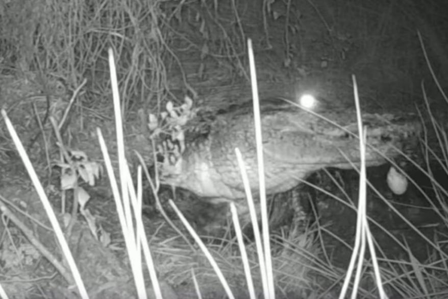 The ODWC said researchers have been monitoring the alligator's nest and hatchlings.