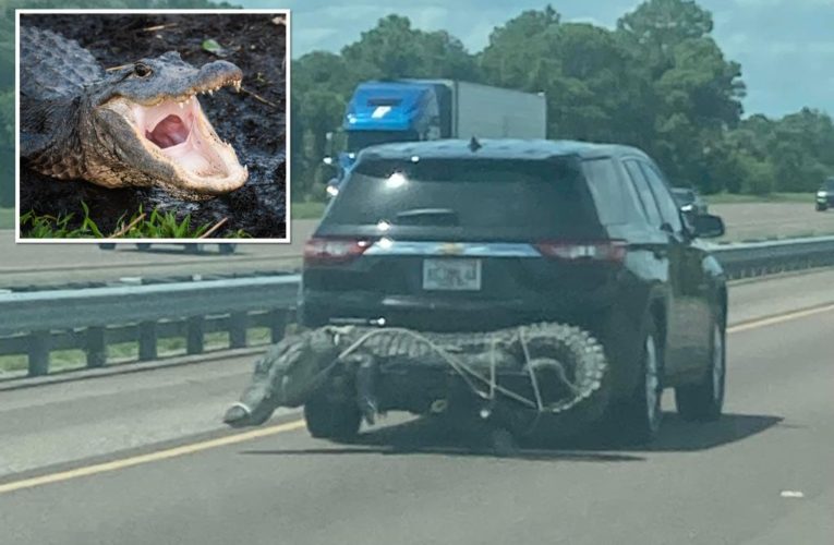 Florida highway driver ties giant dead alligator to car bumper