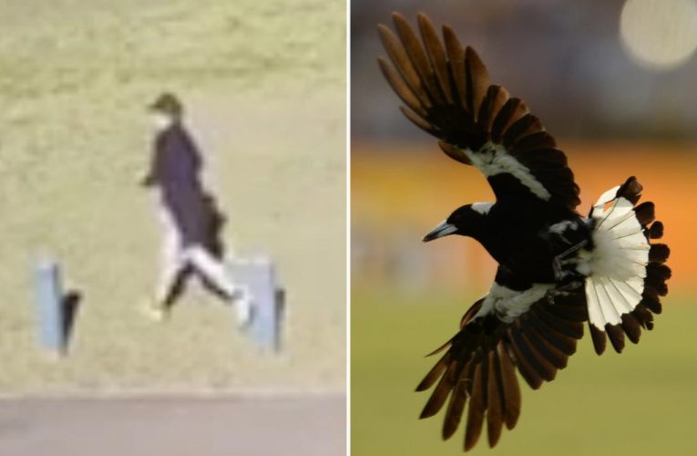 Magpie ‘vicious’ attacks flood in as ‘swooping season’ begins