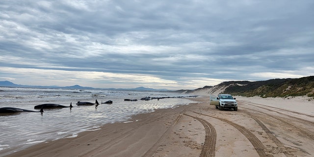 The whales, pictured above, were found stranded on Tasmania’s west coast just days after 14 sperm whales were found beached on an island off the northwestern coast. 