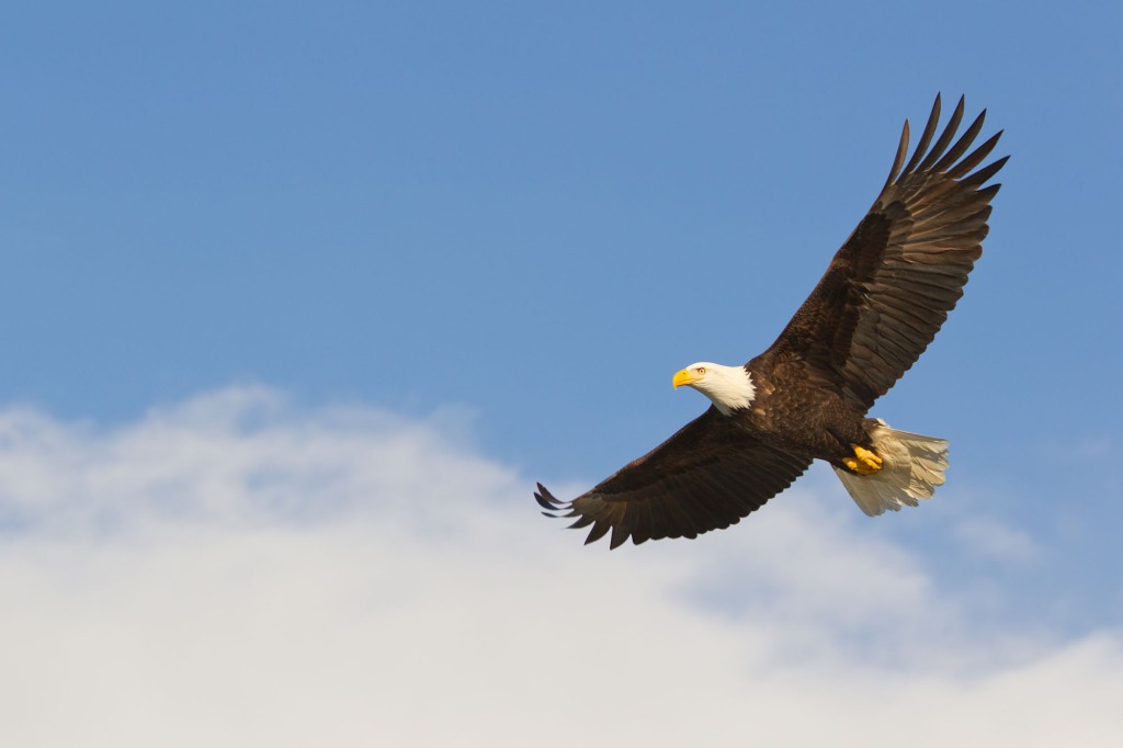 There's been such a major resurgence in Bald Eagles across the country.