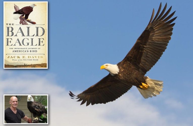 As bald eagle makes miraculous comeback in US, author reveals that humans ‘redeemed ourselves’