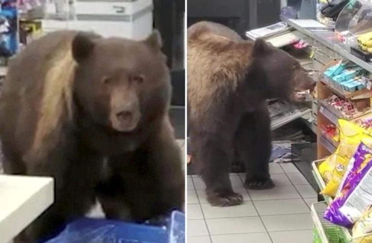 Cashier battles shoplifting bear in crazy viral video