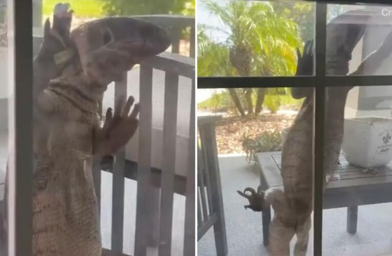 Giant lizard scales Florida home window: ‘Looks like Godzilla’