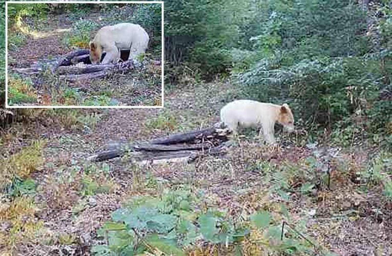 Michigan black bear with white fur in is killed by wolves shortly after sighting