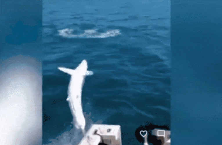 Shocking moment shark leaps aboard a Maine fishing boat