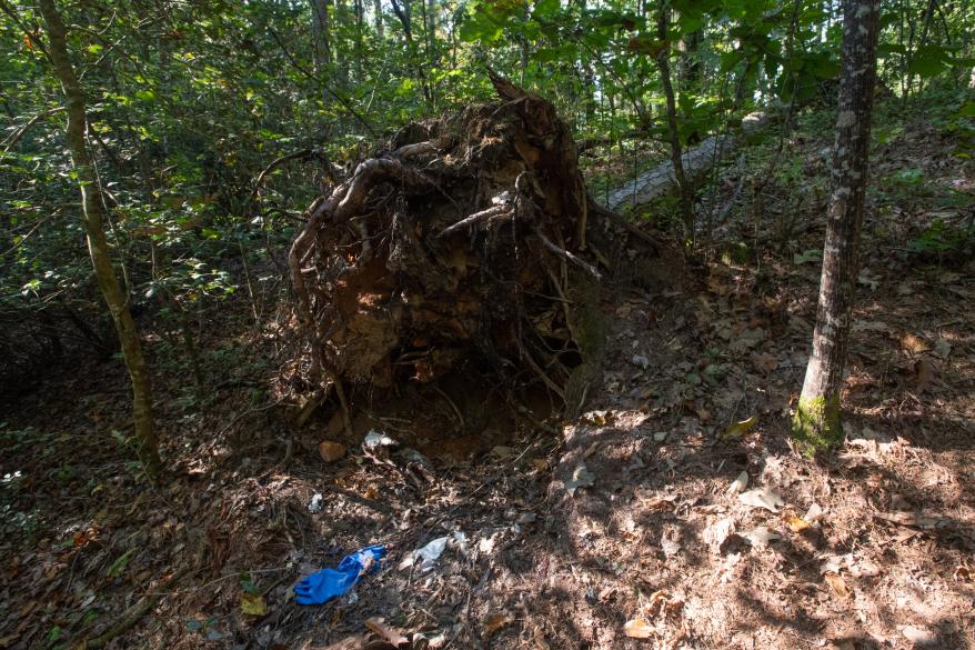 Uprooted tree where Debbie Collier may have been burned.