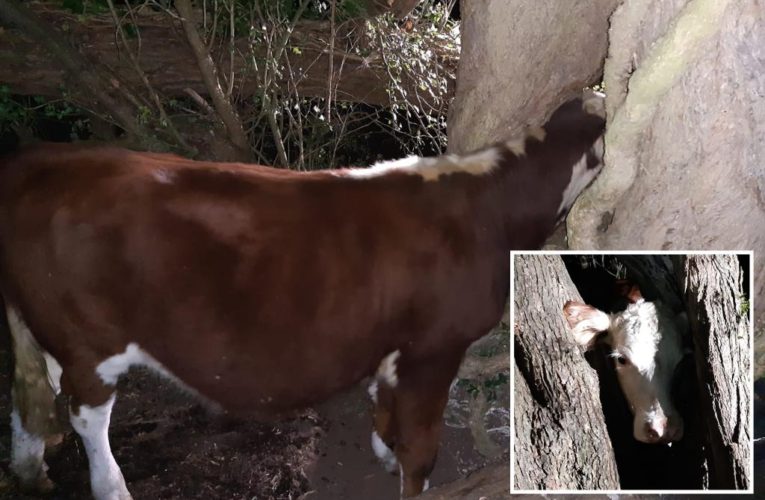 Firefighters rescue cow with head stuck in tree