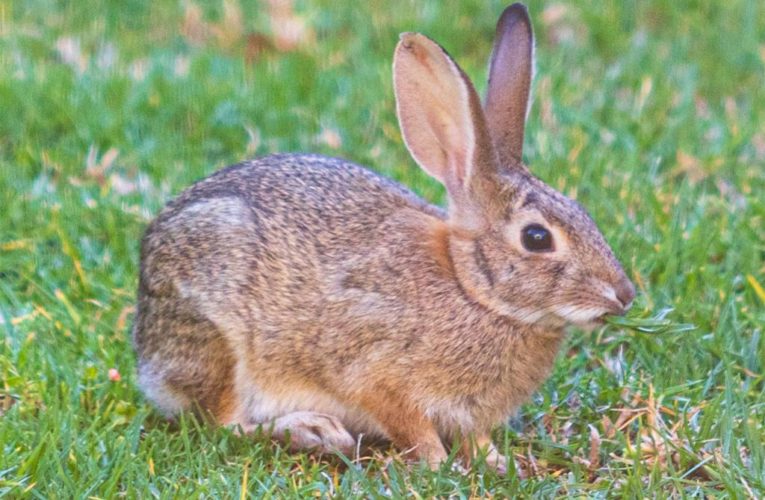 Rabbits in South Carolina, Connecticut suddenly drop dead from lethal virus