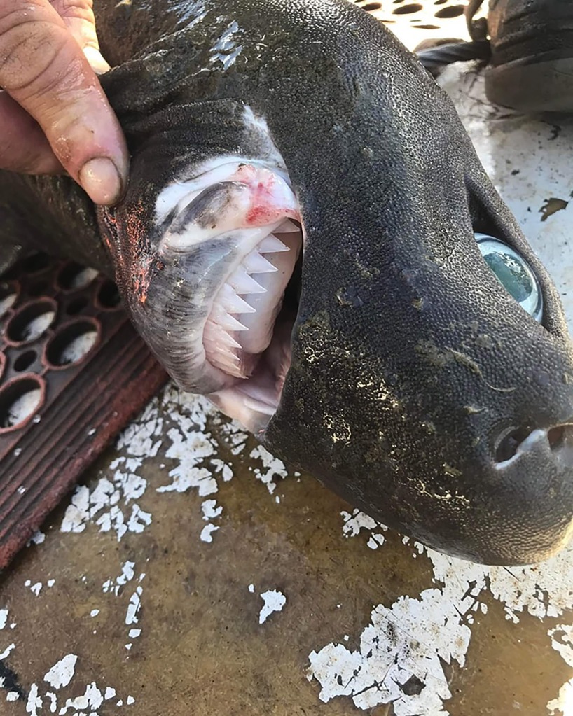 An Australian fisherman