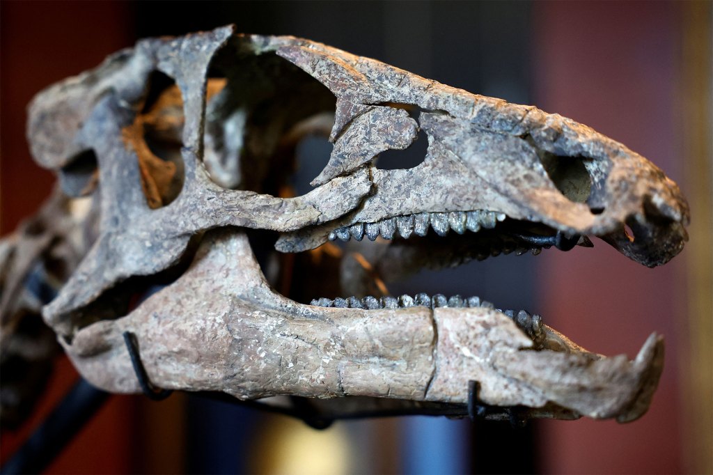 The skeleton of a dinosaur named Zephyr, measuring 1.3 metres in height for 3 metres long which lived around 150 million years ago, is displayed before its auction at Drouot auction house in Paris, France, September 7, 2022.  