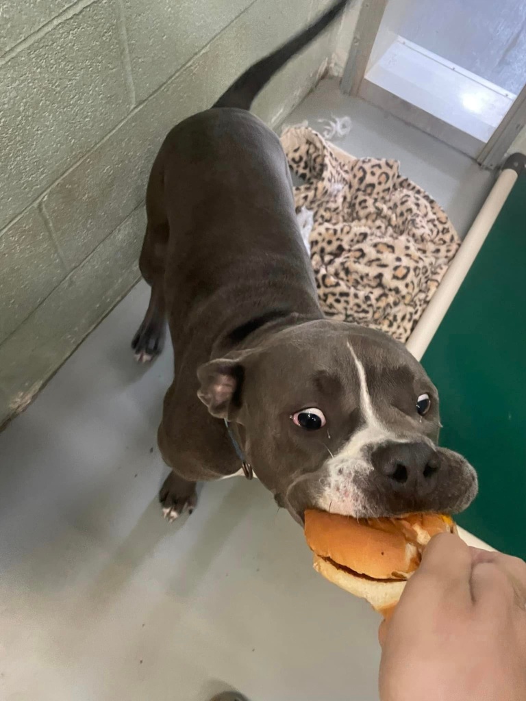 Dogs were elated to be served the treat of cheeseburgers at their shelter.