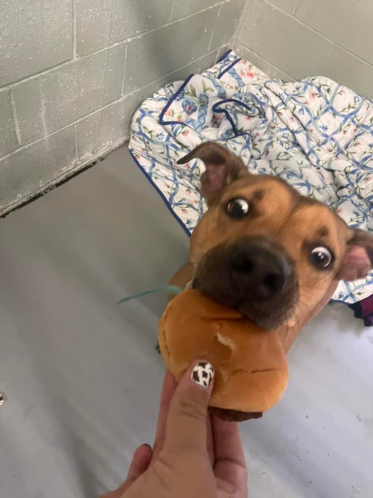 Cheeseburgers delighted some shelter dogs in Pennsylvania.