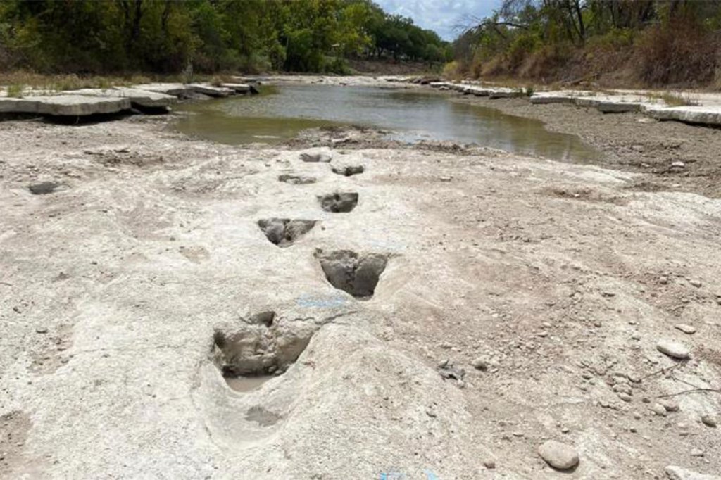 Dinosaur tracks were discovered in a Texas state park. 