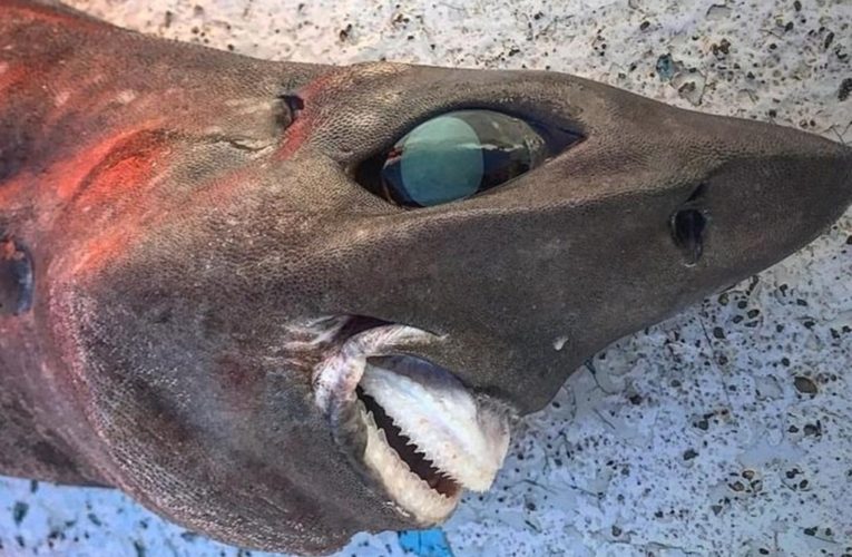 Bizarre deep sea shark shocks fisherman: ‘stuff of nightmares’