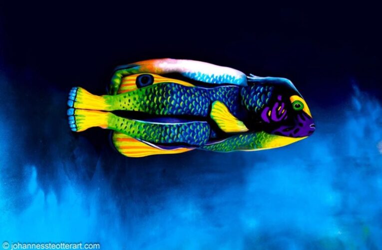 What else is hiding in this tropical fish optical illusion?