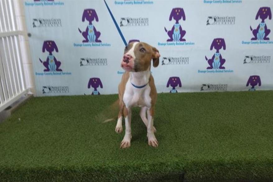 Daisy the dog has since been adopted, the shelter announced.