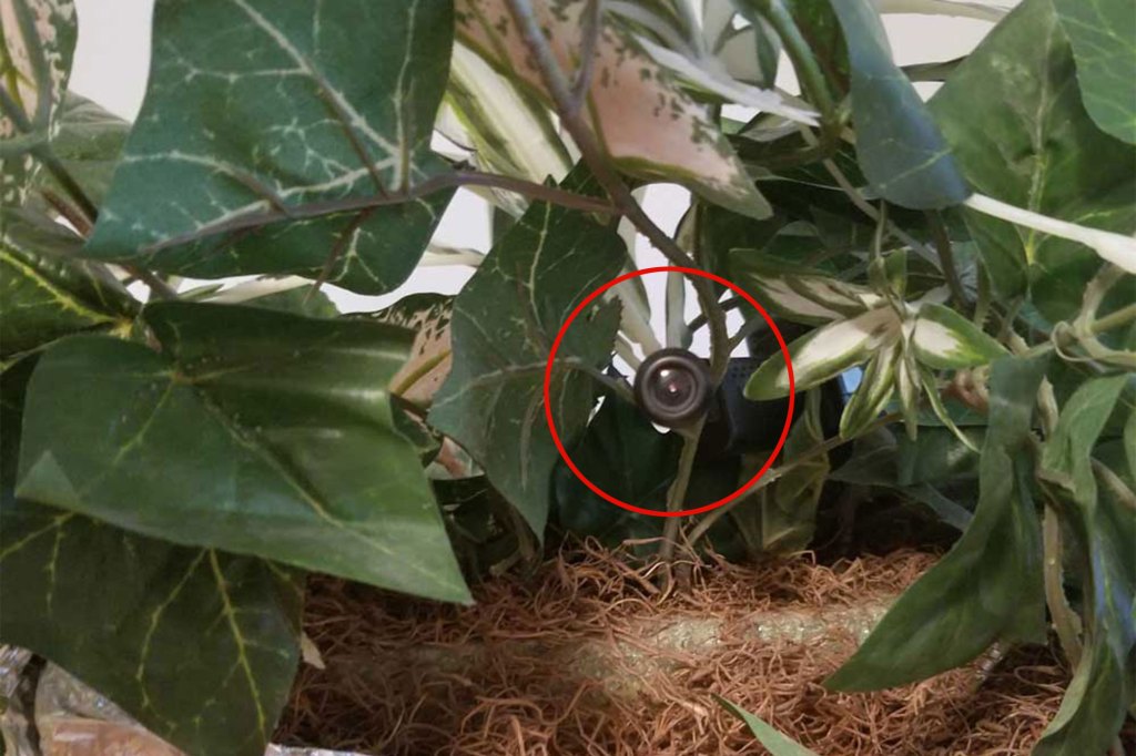 A camera inside the flower pot.