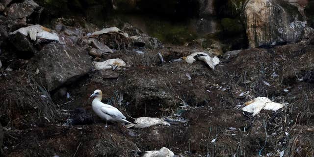 Dead gannets litter the coast of Perros-Guirec in Brittany, France, on Sept. 5, 2022., as bird flu wreaks havoc across the globe.