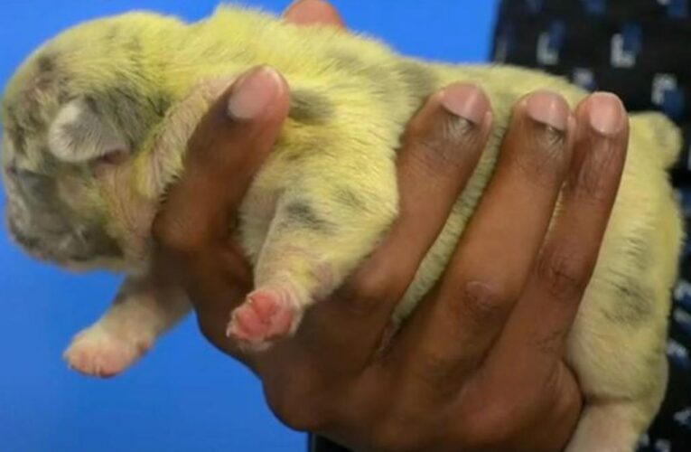 French bulldog breeder shocked pup was born bright green