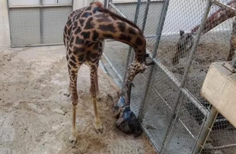 Virginia zoo visitors watch giraffe give birth to baby calf