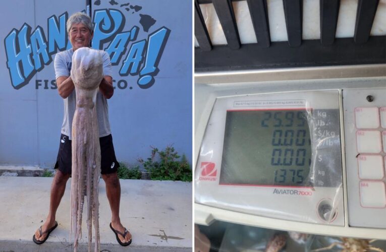 Hawaiian fisherman Michael Matsunaga catches 26-pound octopus