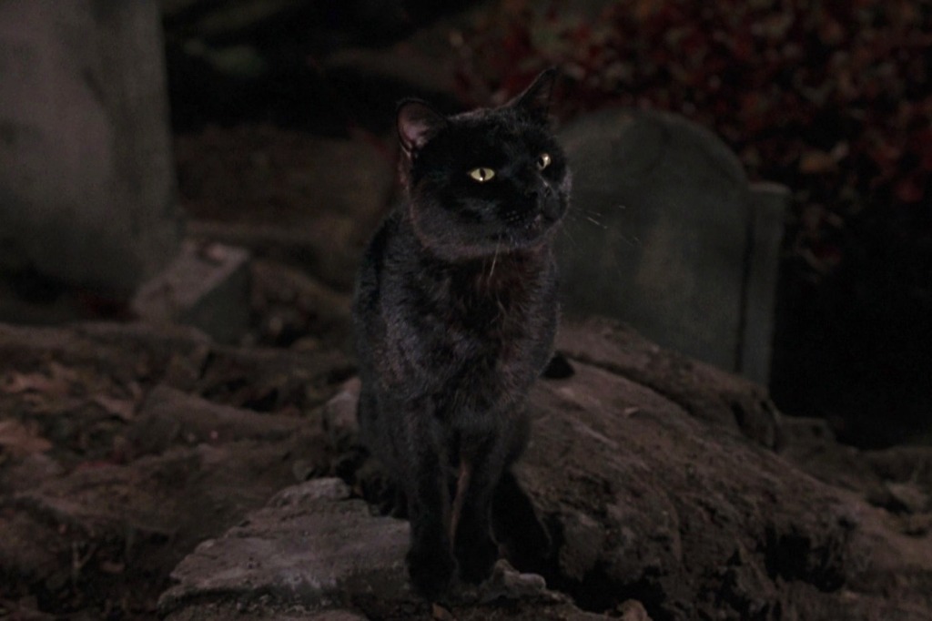 Thackary Binx in "Hocus Pocus."