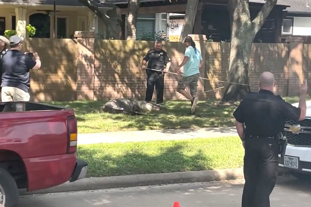 Officers stand near the alligator.