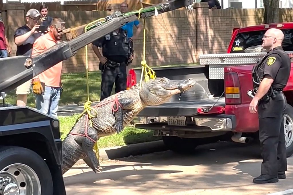 The alligator is lifted into the truck.