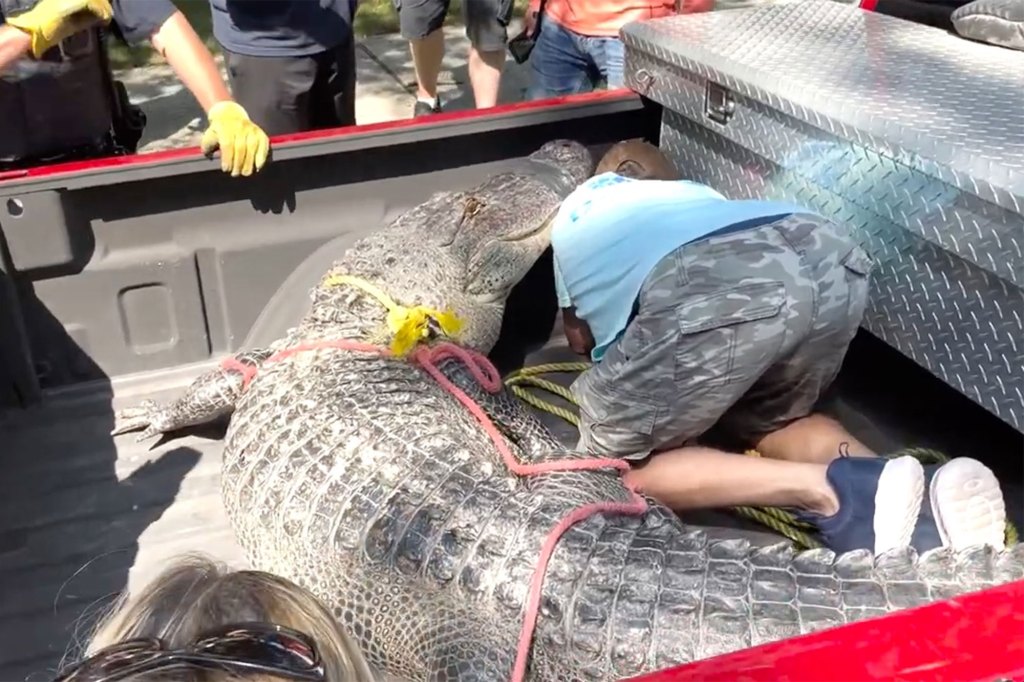 The alligator sits in the truck bed.